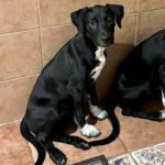 Mischling Indie, 06/2025, Endgröße ca. 65 cm