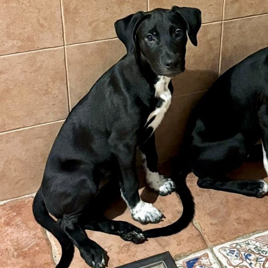 Mischling Indie, 06/2025, Endgröße ca. 65 cm