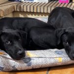 Mischling Indie, 06/2025, Endgröße ca. 65 cm