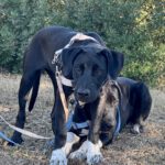 Mischling Indie, 06/2025, Endgröße ca. 65 cm