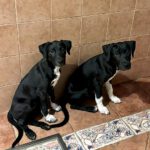 Mischling Indie, 06/2025, Endgröße ca. 65 cm