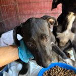 Mischling Indie, 06/2025, Endgröße ca. 65 cm