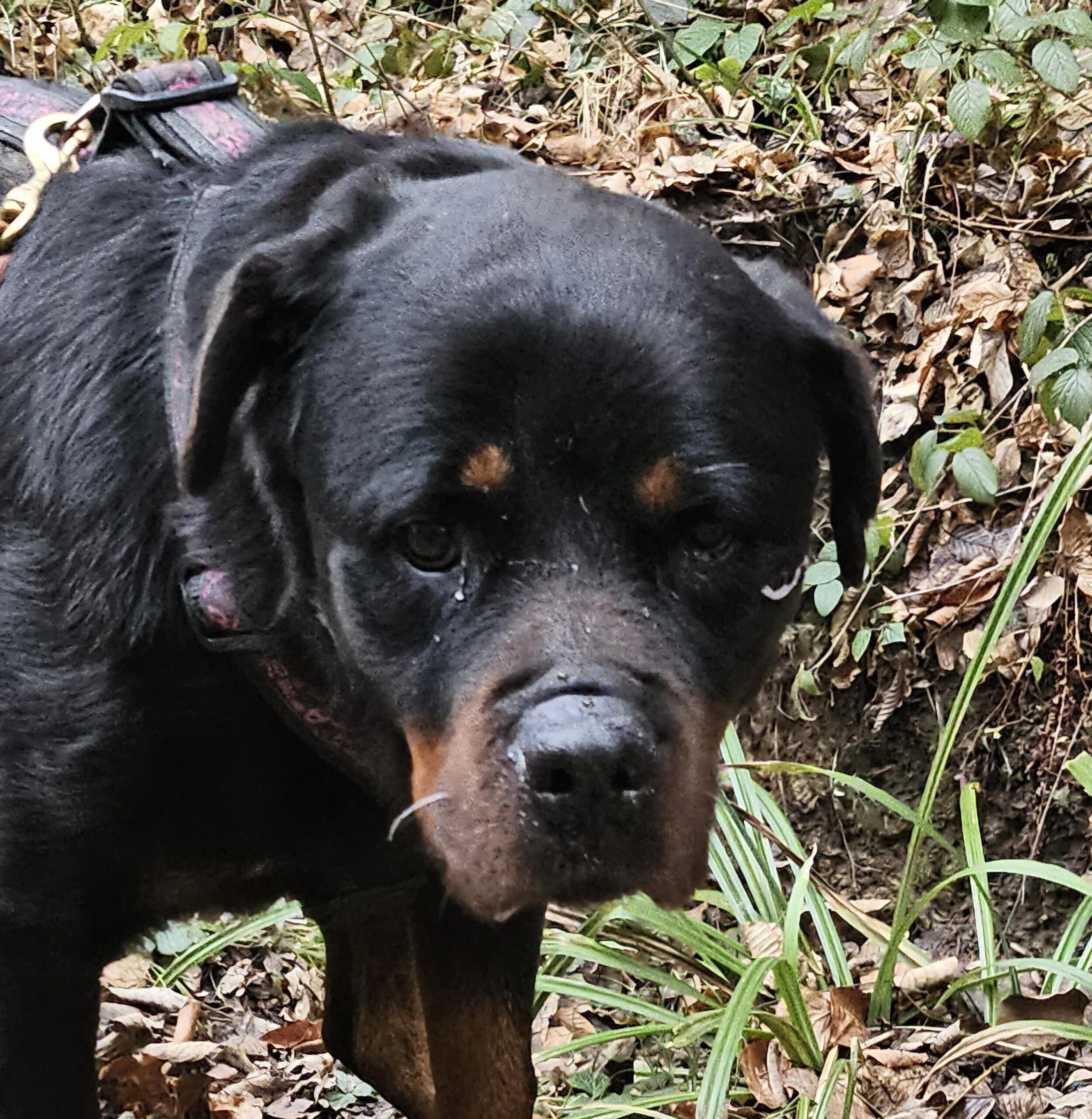 Rottweiler Iris, 02/2014, ca. 60 cm, 73614 Schorndorf