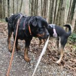 Rottweiler Iris, 02/2014, ca. 60 cm, 73614 Schorndorf