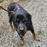 Rottweiler Iris, 02/2014, ca. 60 cm, 73614 Schorndorf