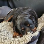 Rottweiler Iris, 02/2014, ca. 60 cm, 73614 Schorndorf