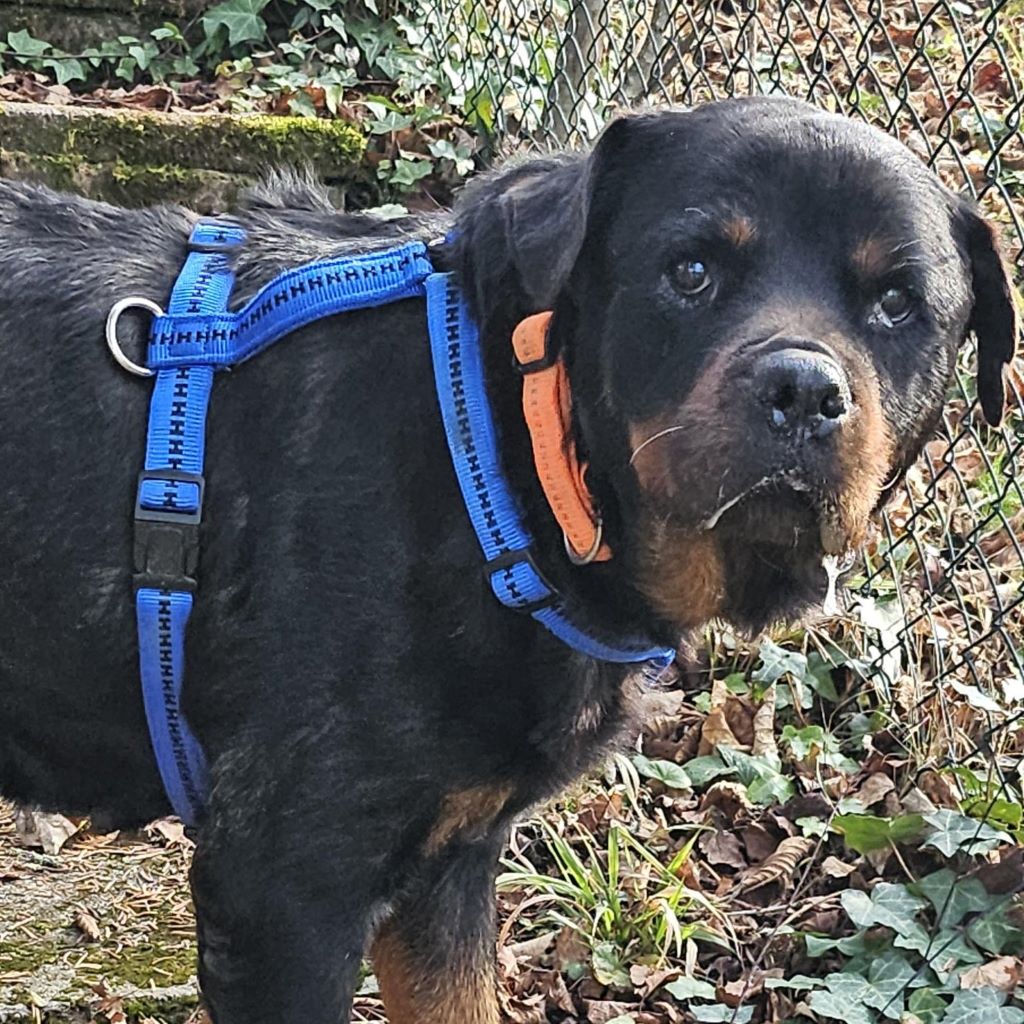 Rottweiler Iris, 02/2014, ca. 60 cm, 73614 Schorndorf