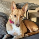 Podenco Jacinta, 08/2022, ca. 50 cm, 48369 Saerbeck