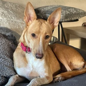 Podenco Jacinta, 08/2022, ca. 50 cm, 48369 Saerbeck