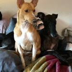 Podenco Jacinta, 08/2022, ca. 50 cm, 48369 Saerbeck