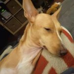 Podenco Jacinta, 08/2022, ca. 50 cm, 48369 Saerbeck