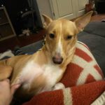 Podenco Jacinta, 08/2022, ca. 50 cm, 48369 Saerbeck