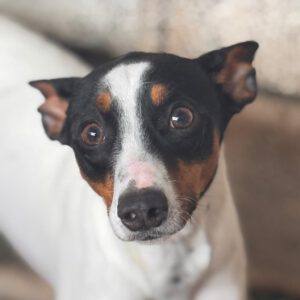 Bodeguero Jackson, 02/2025, ca. 43 cm