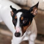 Bodeguero Jackson, 02/2025, ca. 43 cm