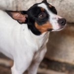 Bodeguero Jackson, 02/2025, ca. 43 cm