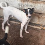 Bodeguero Jackson, 02/2025, ca. 43 cm