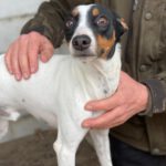 Bodeguero Jackson, 02/2025, ca. 43 cm