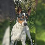 Bodeguero Jaro, 01/2024, ca. 40 cm