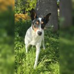 Bodeguero Jaro, 01/2024, ca. 40 cm