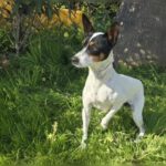 Bodeguero Jaro, 01/2024, ca. 40 cm