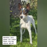 Bodeguero Jaro, 01/2024, ca. 40 cm