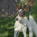 Bodeguero Jaro, 01/2024, ca. 40 cm