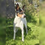 Bodeguero Jaro, 01/2024, ca. 40 cm