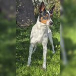 Bodeguero Jaro, 01/2024, ca. 40 cm