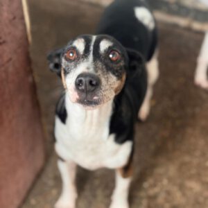 Bodeguero Pinscher Mischling (?) Jenny, 05/2017, ca. 40- 43 cm