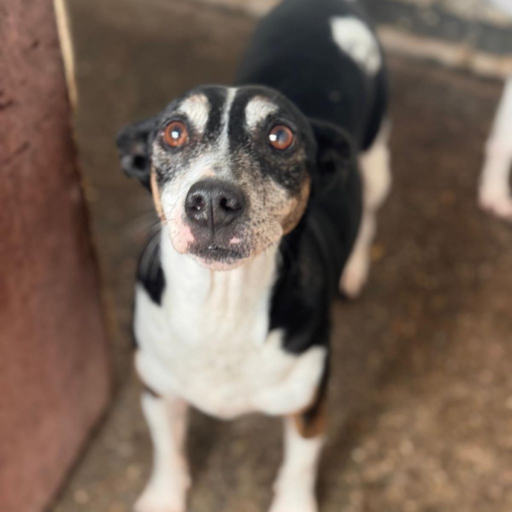 Bodeguero Pinscher Mischling (?) Jenny, 05/2017, ca. 40- 43 cm