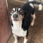 Bodeguero Pinscher Mischling (?) Jenny, 05/2017, ca. 40- 43 cm