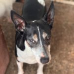 Bodeguero Pinscher Mischling (?) Jenny, 05/2017, ca. 40- 43 cm