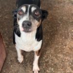 Bodeguero Pinscher Mischling (?) Jenny, 05/2017, ca. 40- 43 cm