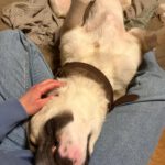 Mischling Jim Carrey, 02/2019, ca. 70 cm, 31311 Uetze