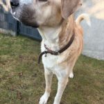 Mischling Jim Carrey, 02/2019, ca. 70 cm, 31311 Uetze