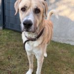 Mischling Jim Carrey, 02/2019, ca. 70 cm, 31311 Uetze