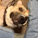 Mischling Jim Carrey, 02/2019, ca. 70 cm, 31311 Uetze