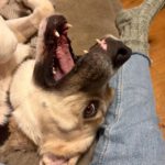 Mischling Jim Carrey, 02/2019, ca. 70 cm, 31311 Uetze