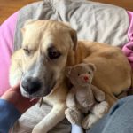 Mischling Jim Carrey, 02/2019, ca. 70 cm, 31311 Uetze