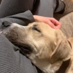 Mischling Jim Carrey, 02/2019, ca. 70 cm, 31311 Uetze