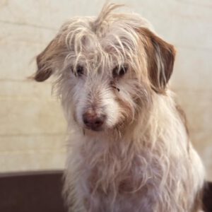 Podenco-Mischling Johnnie Ray, 01/2018, ca. 45 cm