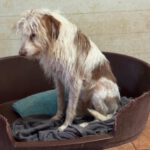 Podenco-Mischling Johnnie Ray, 01/2018, ca. 45 cm