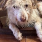 Podenco-Mischling Johnnie Ray, 01/2018, ca. 45 cm