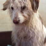 Podenco-Mischling Johnnie Ray, 01/2018, ca. 45 cm