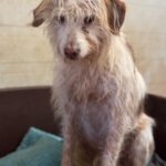 Podenco-Mischling Johnnie Ray, 01/2018, ca. 45 cm