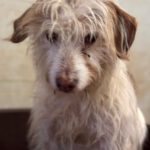 Podenco-Mischling Johnnie Ray, 01/2018, ca. 45 cm