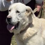 Mastin Jolijn, 11/2019, ca. 65 cm