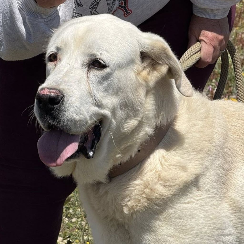 Mastin Jolijn, 11/2019, ca. 65 cm