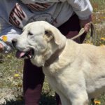 Mastin Jolijn, 11/2019, ca. 65 cm