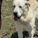 Mastin Jolijn, 11/2019, ca. 65 cm